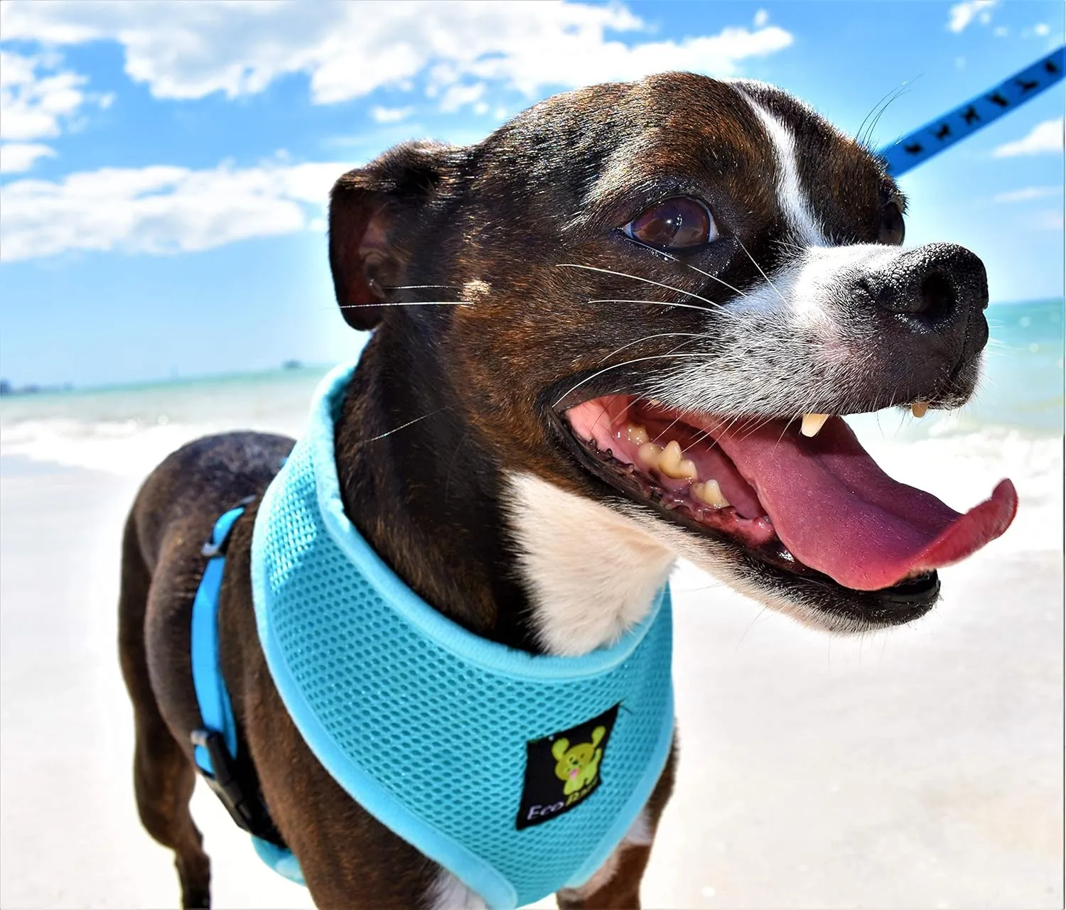 EcoBark Dog Harness - Eco-Friendly Max Comfort Harnesses - Luxurious Soft Mesh Halter - Over The Head Harness Vest- No Pull and No Choke for Puppy, Toy Breeds & Small Dogs (Medium, Blue)