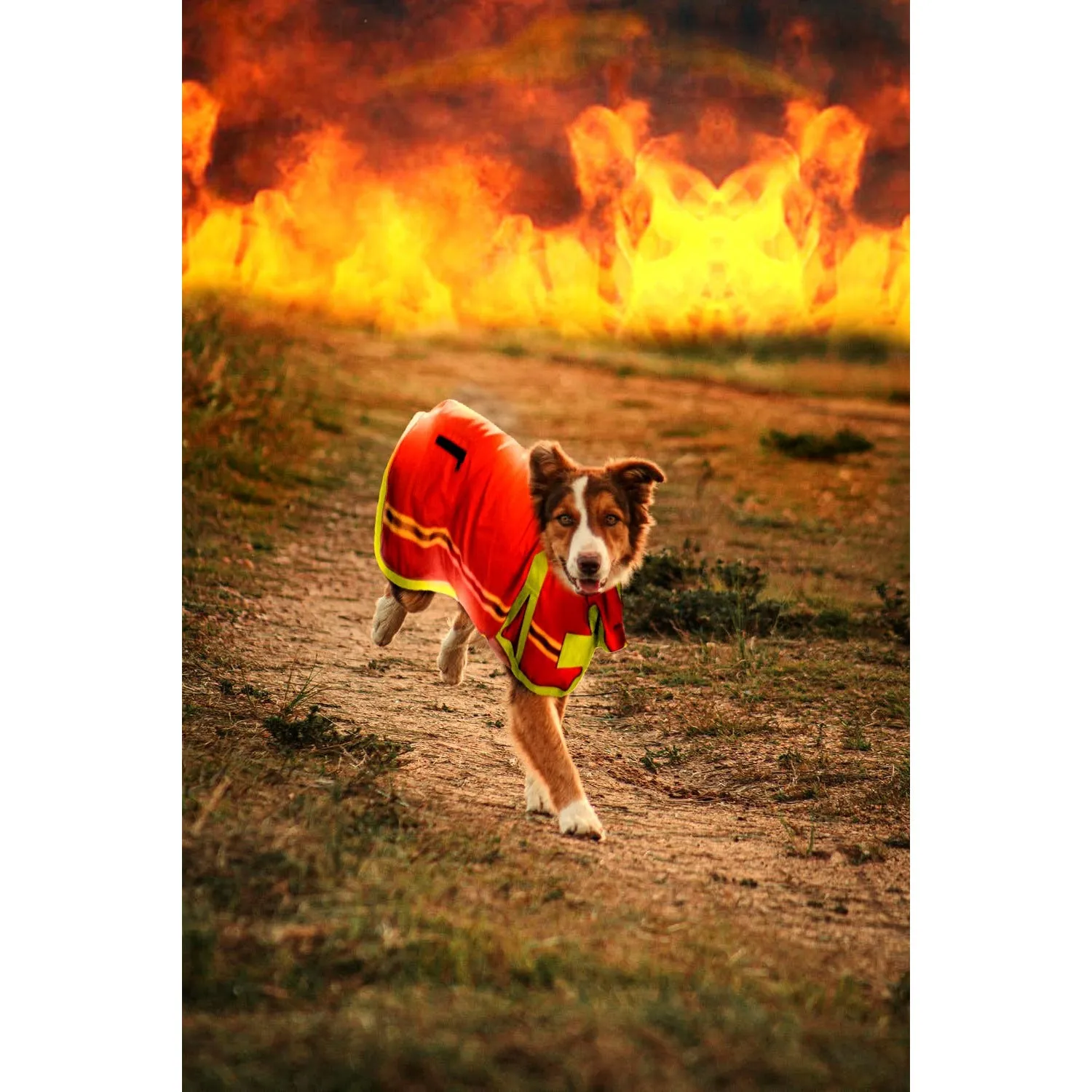Fully Fire Retardant Pet Jacket by DALIA MACPHEE