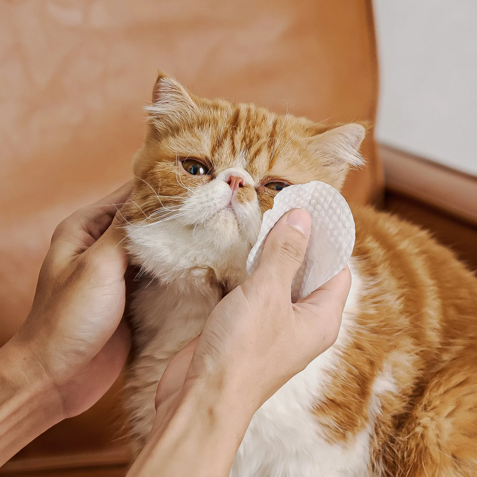 HICC Pet®  Hypoallergenic Pet Eye Wipes For Cats, Unscented, 100 Pads
