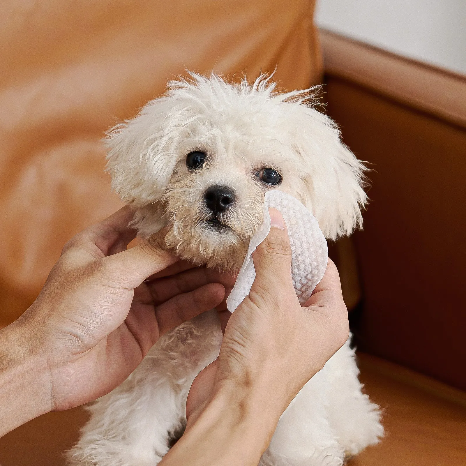 HICC Pet®  Hypoallergenic Pet Eye Wipes For Dogs, Unscented, 100 Pads