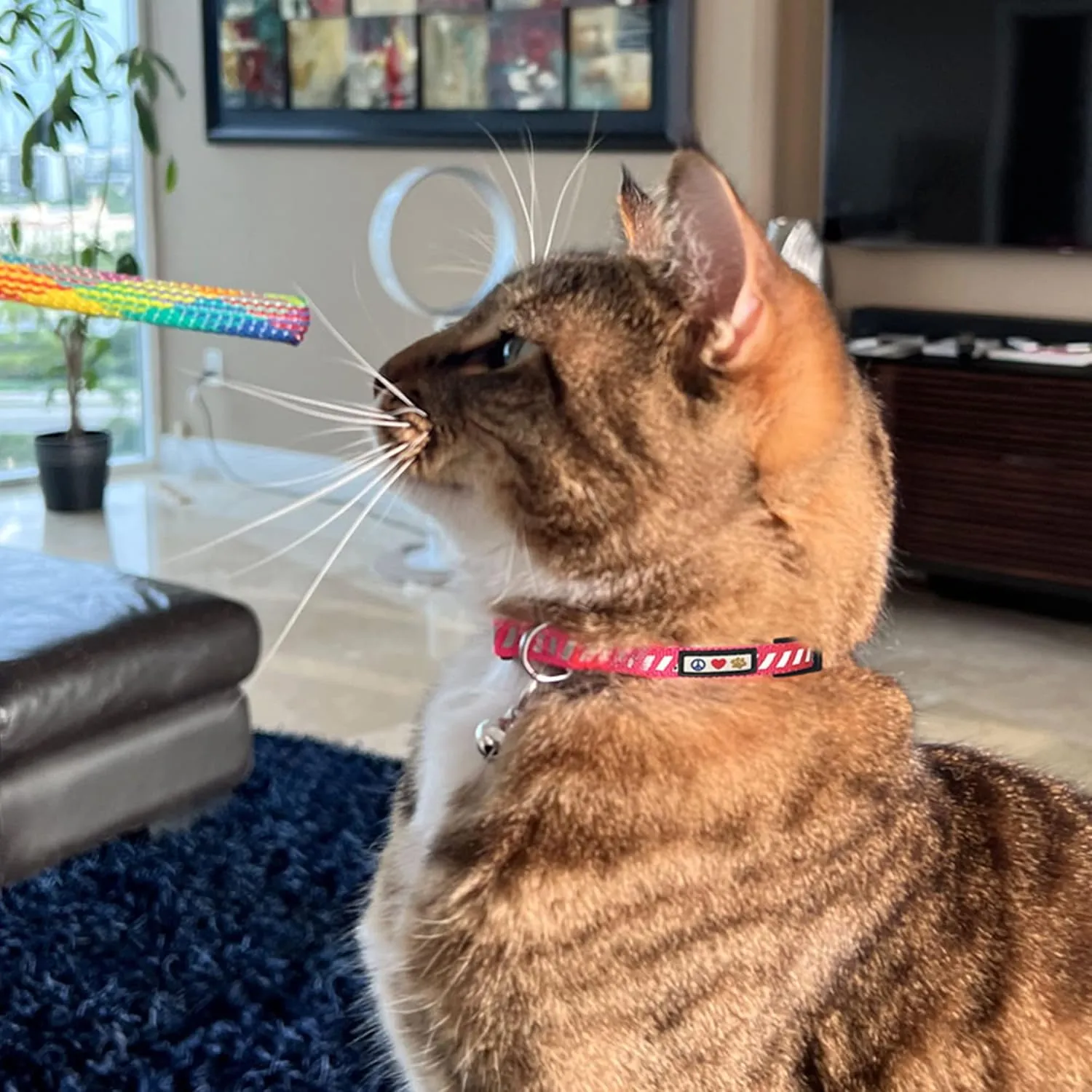 Pawtitas Personalized Cat Collar with Safety Buckle and Removable Bell Cat Collar with Name Phone Number Kitten Adjustable Collar Customized Cat Collar | Teal Reflective Collar for Cats